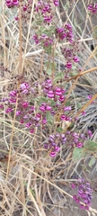 Calceolaria purpurea