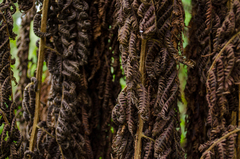 Sphaeropteris lepifera