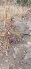 Calceolaria purpurea