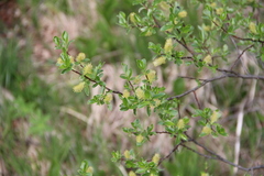 Salix caucasica