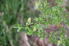 Salix caucasica