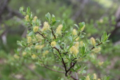 Salix caucasica