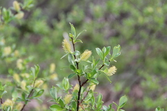 Salix caucasica