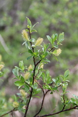 Salix caucasica
