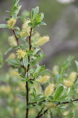Salix caucasica