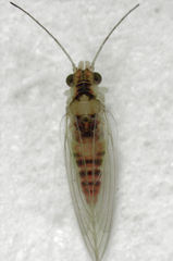 Glycaspis granulata
