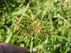 Cyperus intactus