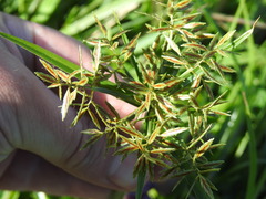 Cyperus intactus