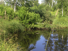Hirudo