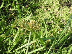 Cyperus intactus