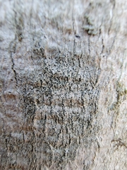 Arthonia apatetica
