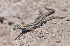 Microlophus atacamensis