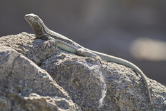 Microlophus atacamensis