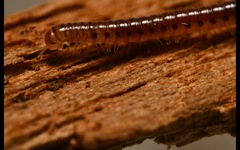 Proteroiulus fuscus