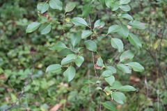 Salix taraikensis
