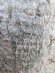 Arthonia apatetica