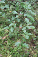Salix taraikensis