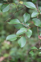 Salix taraikensis