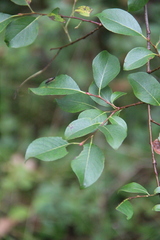 Salix taraikensis