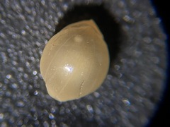 Brachiopoda