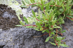 Salix kazbekensis