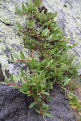 Salix kazbekensis