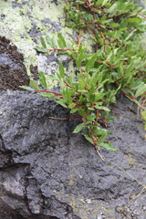 Salix kazbekensis