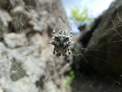 Araneus circe