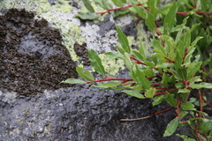 Salix kazbekensis