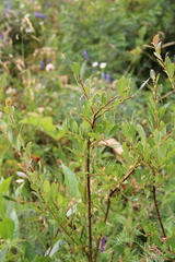 Salix kazbekensis