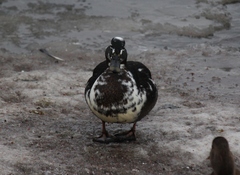 Anas platyrhynchos domesticus