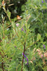 Salix kazbekensis