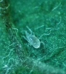 Phytoseiidae