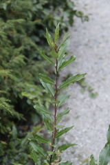 Salix kazbekensis