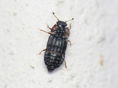 Micropeplus