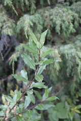Salix kazbekensis
