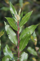 Salix kazbekensis