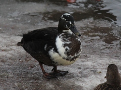 Anas platyrhynchos domesticus