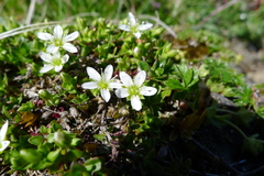 Arenaria ciliata multicaulis