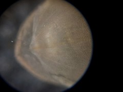 Brachiopoda