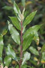 Salix kazbekensis