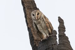 Tyto alba stertens