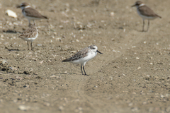 Calidris pygmaea
