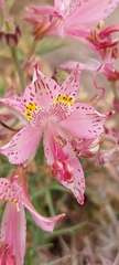 Alstroemeria pallida