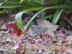 Zonotrichia leucophrys × atricapilla