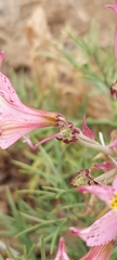 Alstroemeria pallida