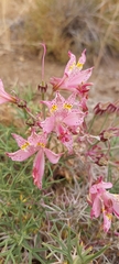Alstroemeria pallida