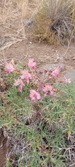 Alstroemeria pallida