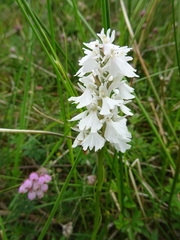 Dactylorhiza maculata ericetorum