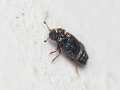 Micropeplus